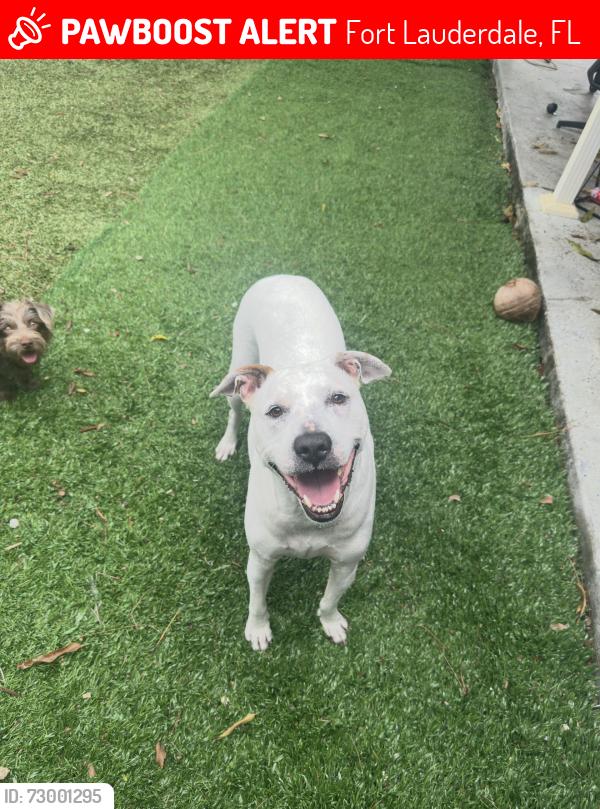Lost Male Dog last seen Flanigans near David blvd  , Fort Lauderdale, FL 33312