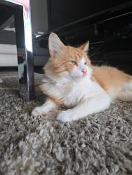 Reunited Male Cat last seen Near Vera Cruz Dr, Carrollton, TX 75010, EE. UU., Carrollton, TX 75010