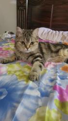 Reunited Female Cat last seen Turney Woods, Streetsville , Mississauga, ON L5M 0R1
