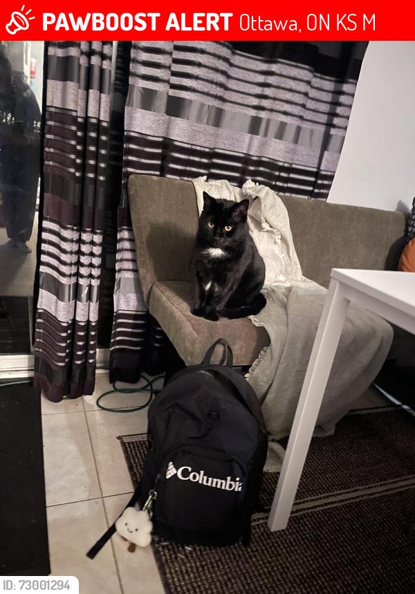 Lost Male Cat last seen Randall James dr, Ottawa, ON K2S 1M4