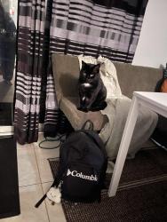 Lost Male Cat last seen Randall James dr, Ottawa, ON K2S 1M4