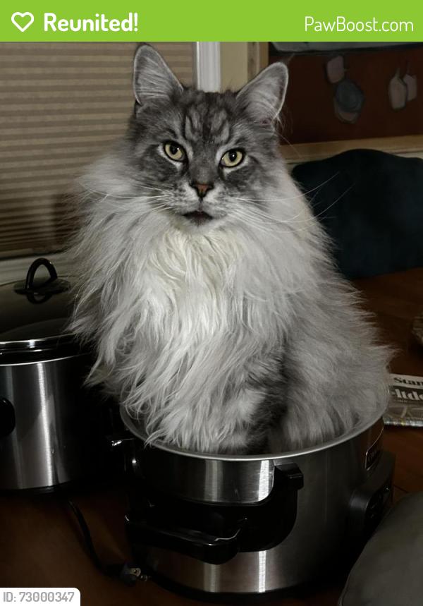 Reunited Male Cat last seen Addison and Richmond, Chicago, IL 60618