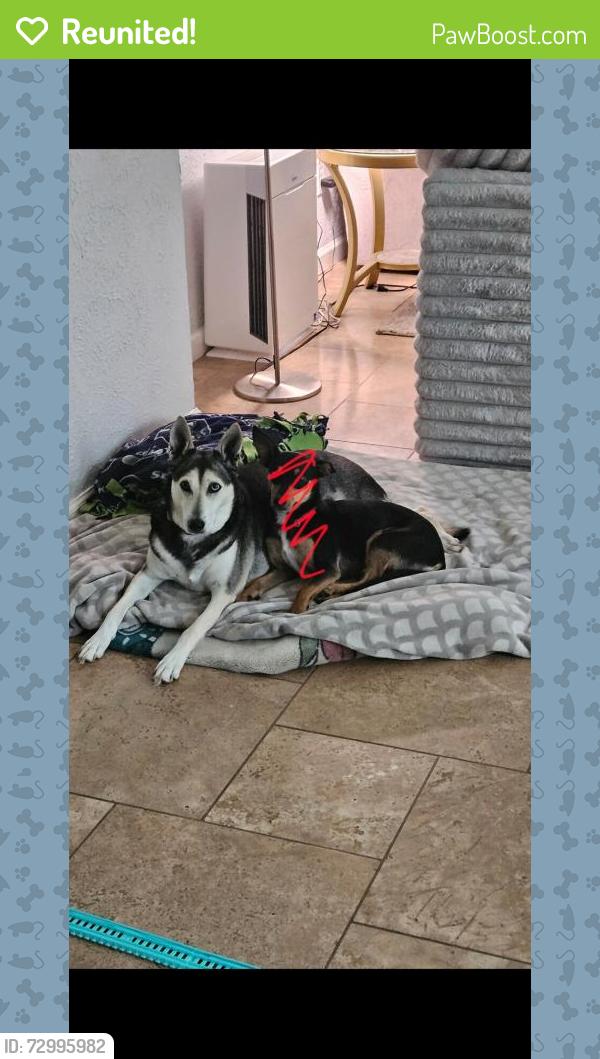 Reunited Female Dog last seen Copper Sage and Firewillow Place, Spring, TX 77381