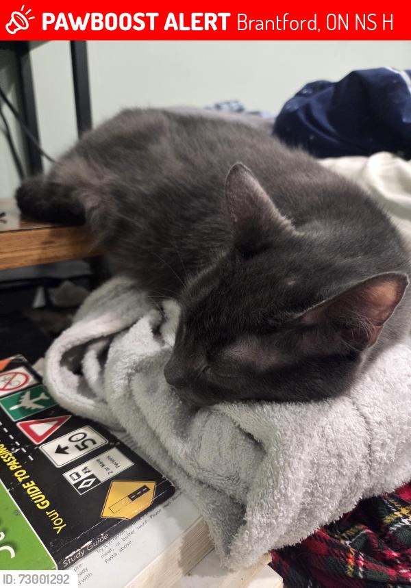 Lost Male Cat last seen Ontario street, Brantford, ON N3S 1H7