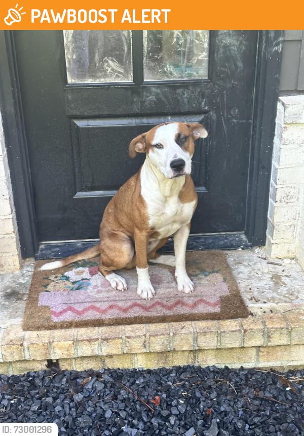 Found/Stray Male Dog last seen Old Tilton Road , Whitfield County, GA 30720