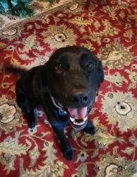 Reunited Male Dog last seen Hood Road Charlotte, NC 28215, Charlotte, NC 28215
