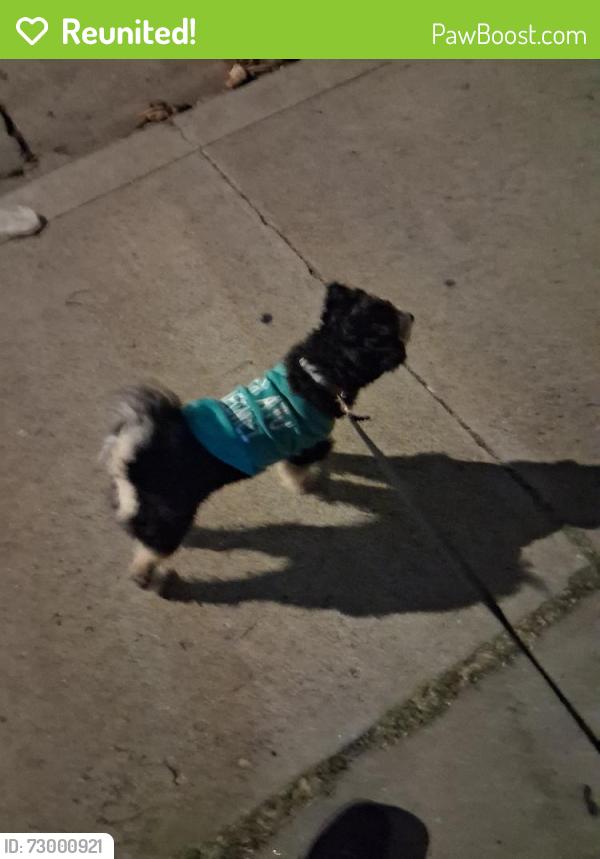 Reunited Unknown Dog last seen Near W 109th St, Inglewood, CA 90303, USA, Inglewood, CA 90303