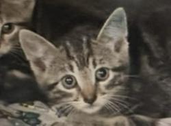 Shelter Stray Female Cat last seen Madrid Drive, Williamson County, TX, 1855 SE Inner Loop, Georgetown, TX 78626, USA