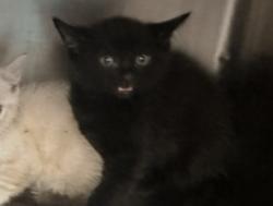 Shelter Stray Male Cat last seen Madrid Drive, Williamson County, TX, 1855 SE Inner Loop, Georgetown, TX 78626, USA