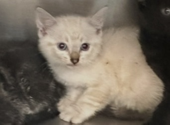 Shelter Stray Female Cat last seen Madrid Drive, Williamson County, TX, 1855 SE Inner Loop, Georgetown, TX 78626, USA