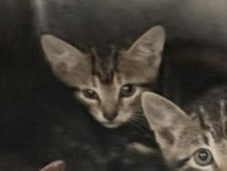 Shelter Stray Female Cat last seen Madrid Drive, Williamson County, TX, 1855 SE Inner Loop, Georgetown, TX 78626, USA