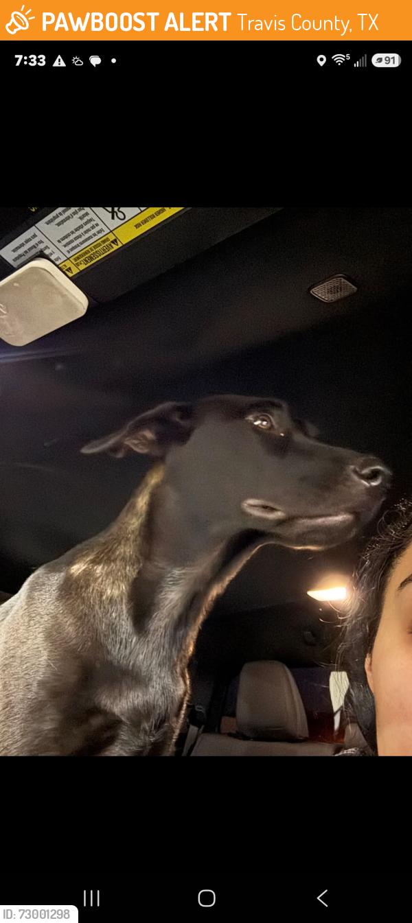 Found/Stray Female Dog last seen Muleshoe Bend, Travis County, TX 78654