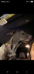 Found/Stray Female Dog last seen Muleshoe Bend, Travis County, TX 78654