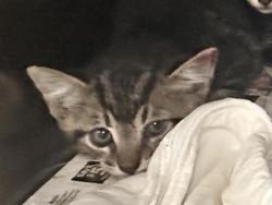 Shelter Stray Male Cat last seen Madrid Drive, Williamson County, TX, 1855 SE Inner Loop, Georgetown, TX 78626, USA