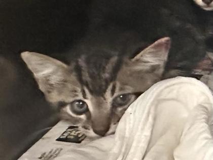 Shelter Stray Male Cat last seen Madrid Drive, Williamson County, TX, 1855 SE Inner Loop, Georgetown, TX 78626, USA