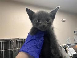 Shelter Stray Female Cat last seen Field behind n 3 rd, Williamson County, TX, 1855 SE Inner Loop, Georgetown, TX 78626, USA