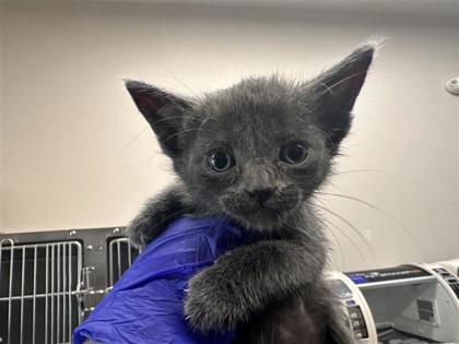 Shelter Stray Female Cat last seen Field behind n 3 rd, Williamson County, TX, 1855 SE Inner Loop, Georgetown, TX 78626, USA