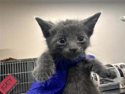 Shelter Stray Male Cat last seen Field behind n 3 rd, Williamson County, TX, 1855 SE Inner Loop, Georgetown, TX 78626, USA