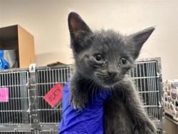 Shelter Stray Male Cat last seen Field behind n 3 rd, Williamson County, TX, 1855 SE Inner Loop, Georgetown, TX 78626, USA