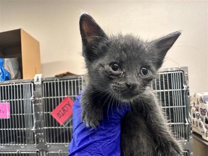 Shelter Stray Male Cat last seen Field behind n 3 rd, Williamson County, TX, 1855 SE Inner Loop, Georgetown, TX 78626, USA