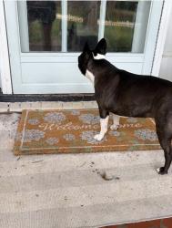 Reunited Unknown Dog last seen Red Forest road and caulfield road , Greensboro, NC 27410