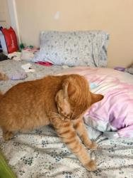 Reunited Male Cat last seen Saturn Avenue & Rugby, Huntington Park, CA 90255