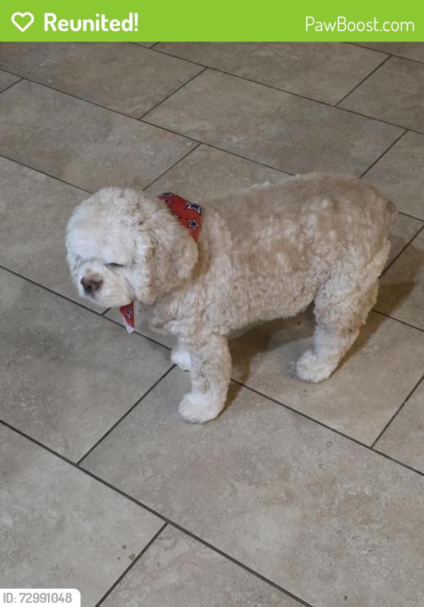 Reunited Female Dog last seen Ellen Davies and St Phillips Dr, Bartlett, TN 38133