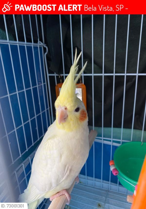 Lost Male Bird last seen Rua Rubens do Amaral 159, Bela Vista, SP 06070-210