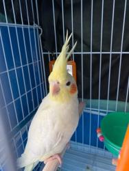 Lost Male Bird last seen Rua Rubens do Amaral 159, Bela Vista, SP 06070-210