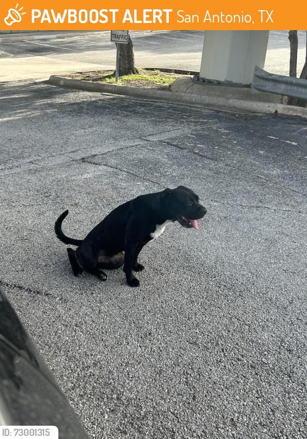 Found/Stray Male Dog last seen Wurzbach Rd and Fredericksburg Rd, San Antonio, TX 78229