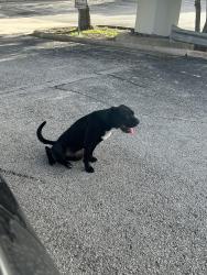 Found/Stray Male Dog last seen Wurzbach Rd and Fredericksburg Rd, San Antonio, TX 78229