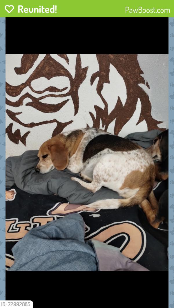 Reunited Female Dog last seen Morning Glory, Bluebonnet Rd.  & near PRP area, Louisville, KY 40258