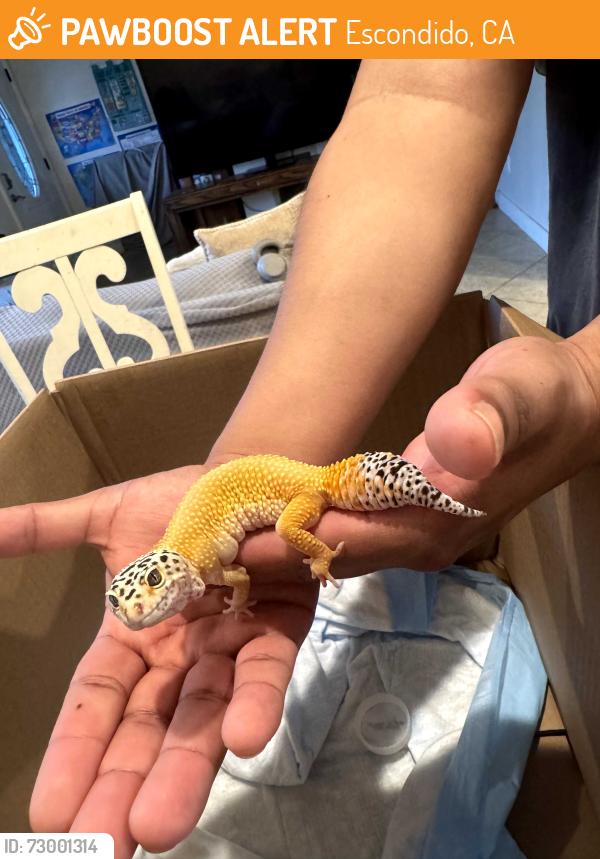 Found/Stray Unknown Reptile last seen Near W 2nd Avenue , Escondido, CA 92025