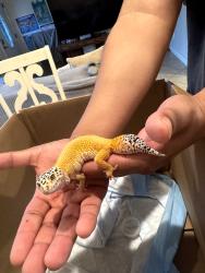 Found/Stray Unknown Reptile last seen Near W 2nd Avenue , Escondido, CA 92025