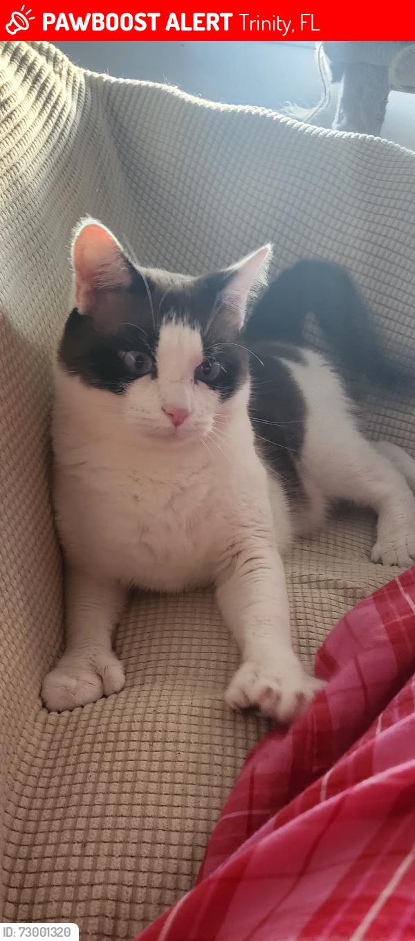 Lost Male Cat last seen Trinity blvd and little road, Trinity, FL 34655