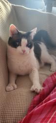 Lost Male Cat last seen Trinity blvd and little road, Trinity, FL 34655