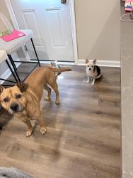 Reunited Male Dog last seen Greenbrier Christian Academy, Kempsville rd, Chesapeake, VA 23320