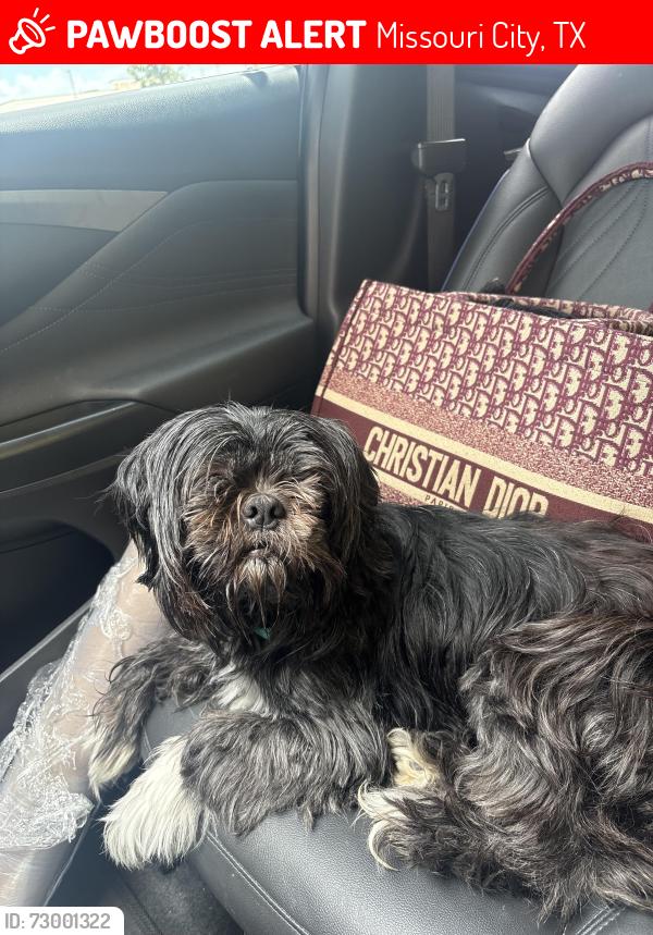 Lost Male Dog last seen Park yale, Missouri City, TX 77459