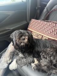 Lost Male Dog last seen Park yale, Missouri City, TX 77459