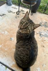 Reunited Male Cat last seen NE 14th Ave and NE 33rd Street, Cresthaven, Pompano Beach, FL 33064
