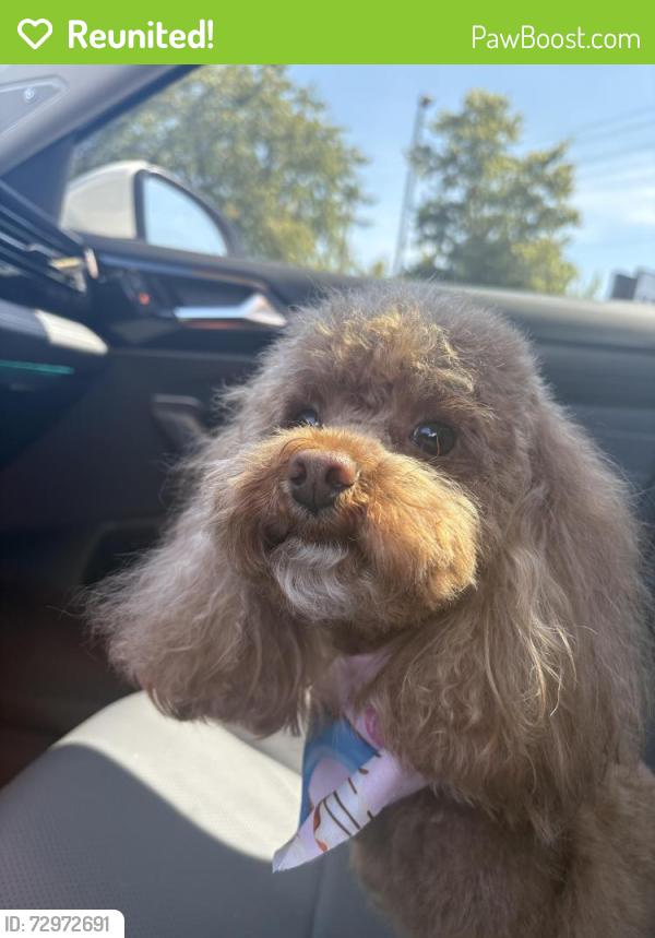 Reunited Female Dog last seen Flora grove, tulip grove, crestview community in hermitage, tn, Nashville, TN 37076