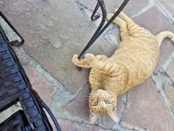 Lost Male Cat last seen Grant Place, Opelousas, LA 70570