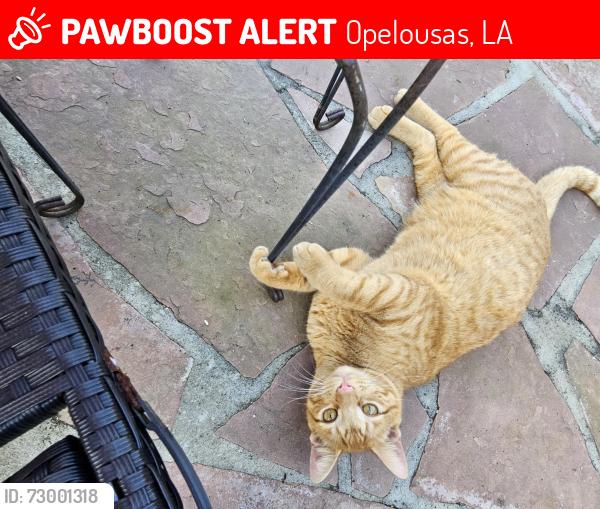 Lost Male Cat last seen Grant Place, Opelousas, LA 70570