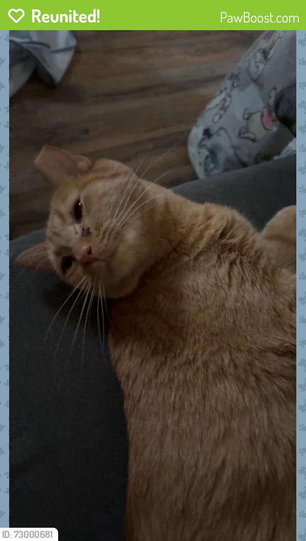 Reunited Male Cat last seen Trailer park 398 kings highway lot 65 Marysville pa 17053, Marysville, PA 17053
