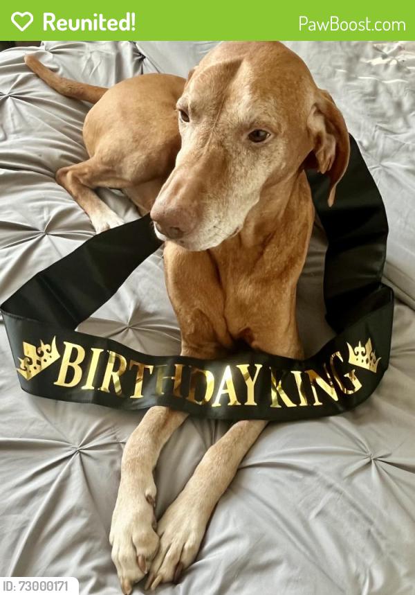 Reunited Male Dog last seen Park ave, 14th ave, 15th ave, Eastside park, Paterson, NJ 07504