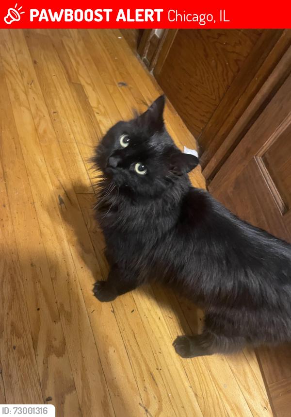 Lost Female Cat last seen Barry elementary school, Chicago, IL 60641