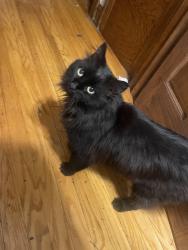 Lost Female Cat last seen Barry elementary school, Chicago, IL 60641