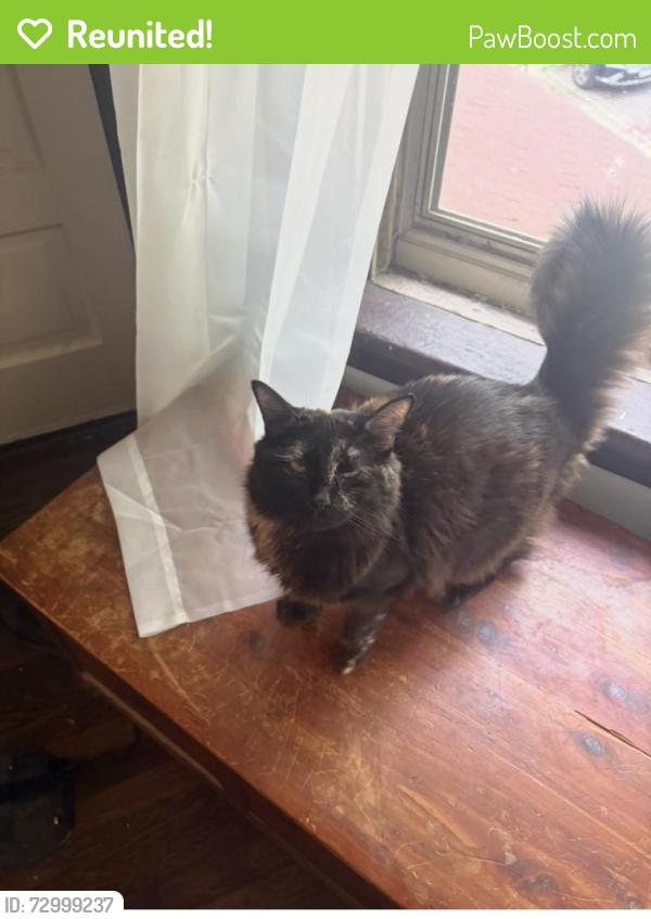 Reunited Female Cat last seen Cullom and Whipple, Chicago, IL 60618