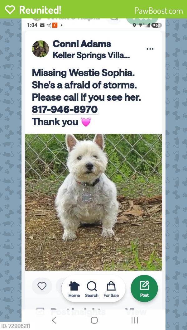Reunited Female Dog last seen Kelly/ Keller Springs , Carrollton, TX 75006