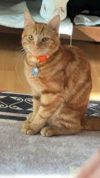 Reunited Male Cat last seen Lady Margaret , Southall, England 